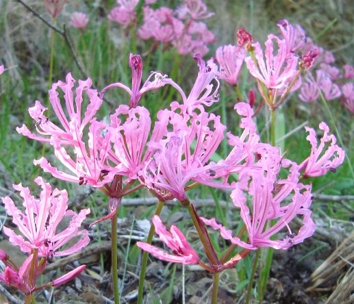 Nerine humilis dark tepal lines